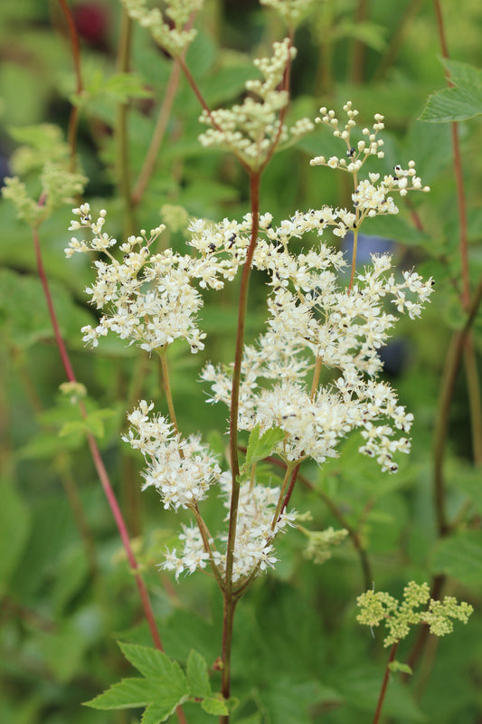 Filipendula ulmaria (meadowsweet) fresh aerial parts in flower tincture