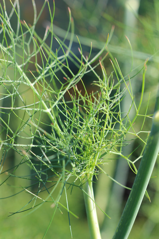 Foeniculum vulgare (fennel) dry seed tincture