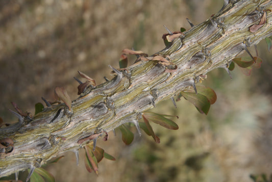Fouquieria splendens (ocotillo) fresh bark tincture