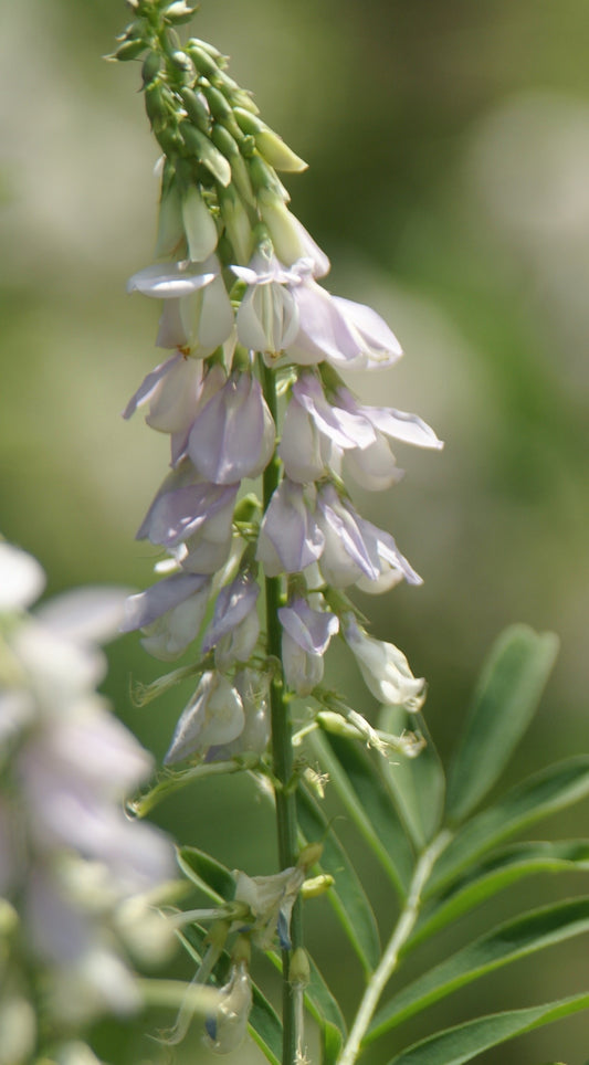 Galega officinalis (goat's rue) fresh aerial parts in flower tincture