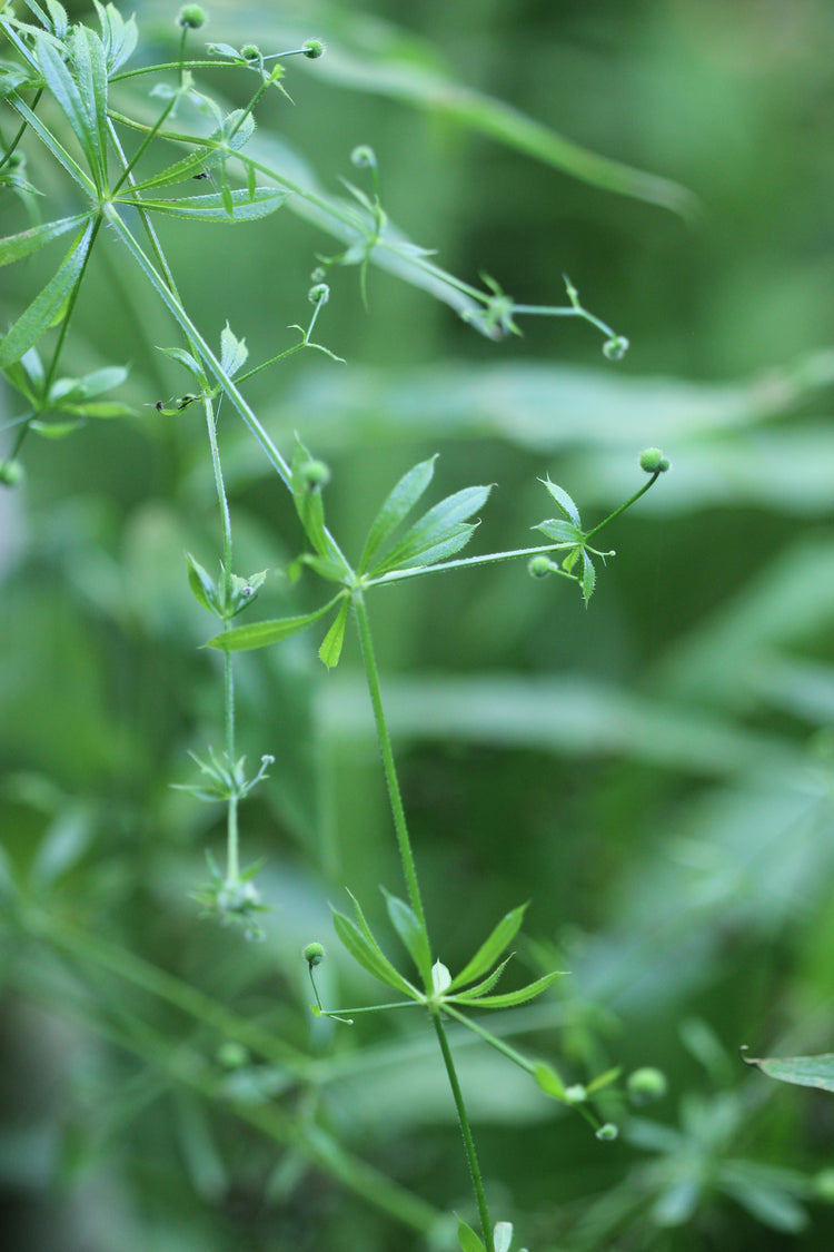 Galium aparine (cleavers) fresh aerial parts glycerite