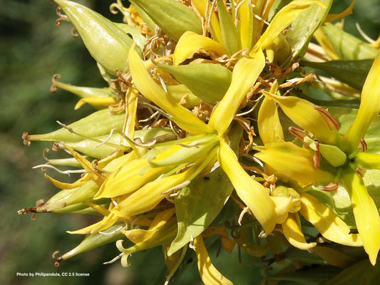 Gentiana lutea (gentian) dry root glycerite