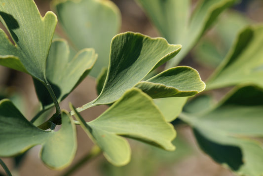 Ginkgo biloba (ginkgo) fresh leaf tincture