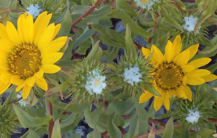 Grindelia spp. (grindelia) fresh flower tincture