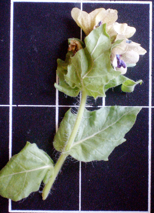 Hyoscyamus niger (henbane) fresh aerial parts in flower tincture - RESTRICTED