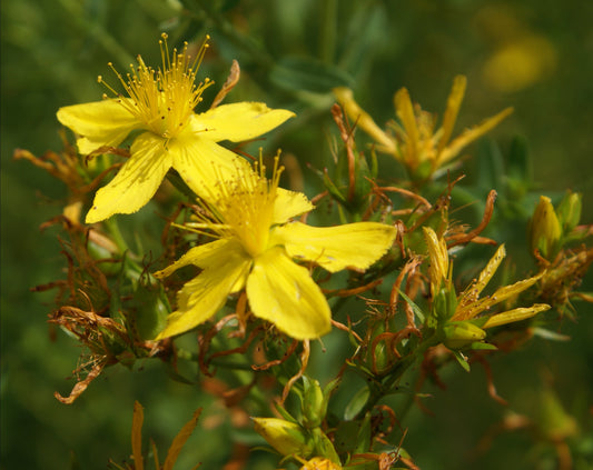 Hypericum perforatum (St. John's wort) fresh aerial parts in flower tincture