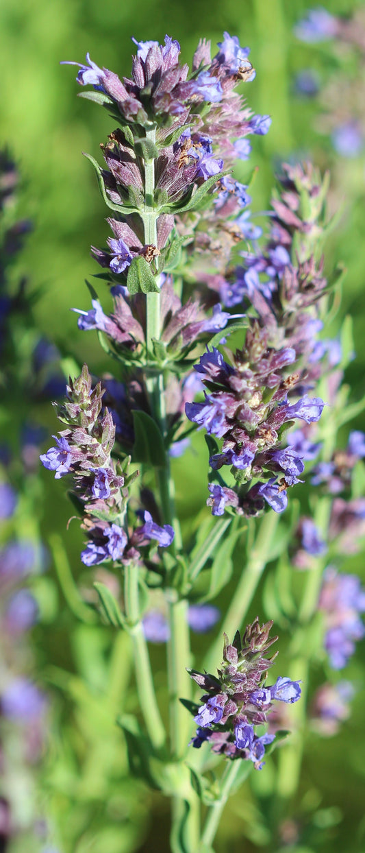 Hyssopus officinalis (hyssop) fresh aerial parts in flower tincture