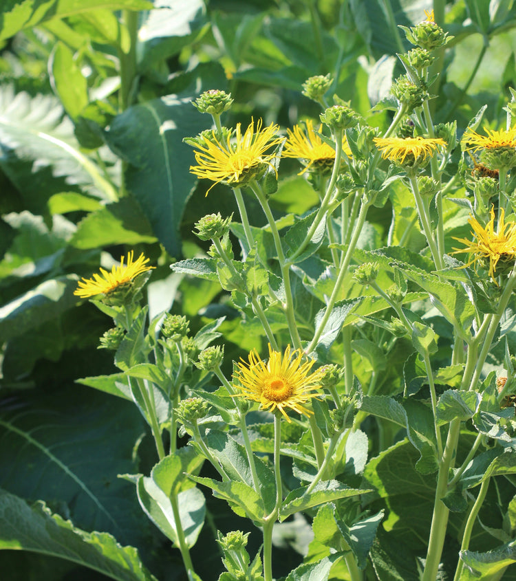 Inula helenium (elecampane) fresh root glycerite
