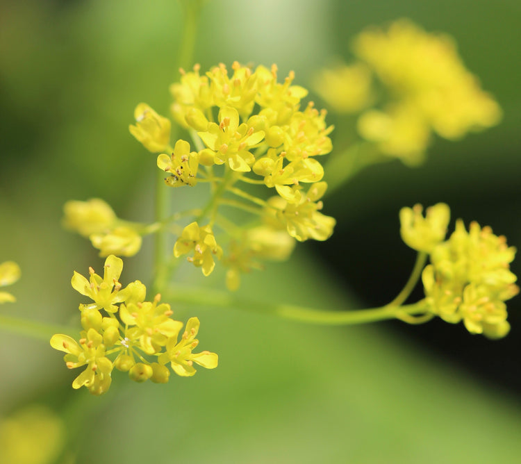 Isatis tinctoria (dyer's woad) fresh root tincture