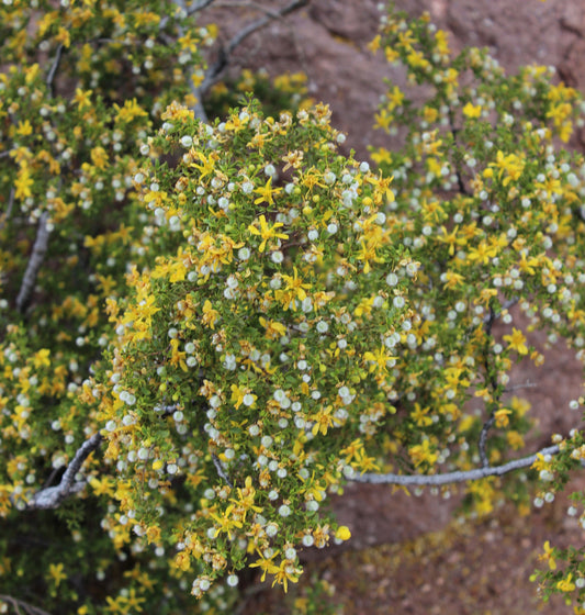 Larrea tridentata (chaparral) fresh aerial parts in flower & seed tincture