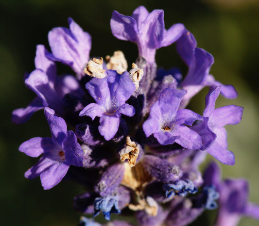 Lavandula spp. (lavender) dry flower tincture