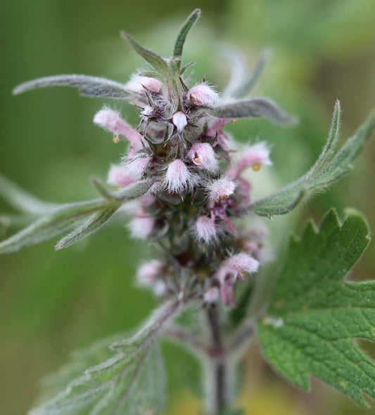 Leonurus cardiaca (motherwort) fresh aerial parts in flower glycerite
