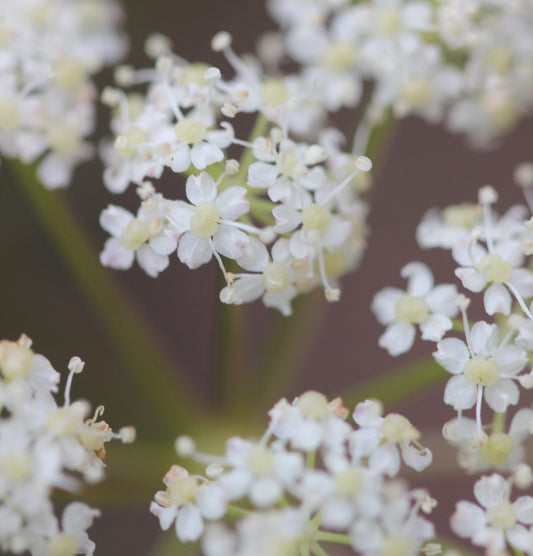 Ligusticum grayi (Gray's lovage) fresh root glycerite