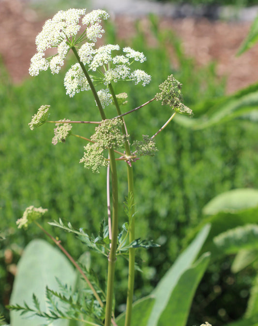 Ligusticum porteri (oshá/osha) fresh root glycerite