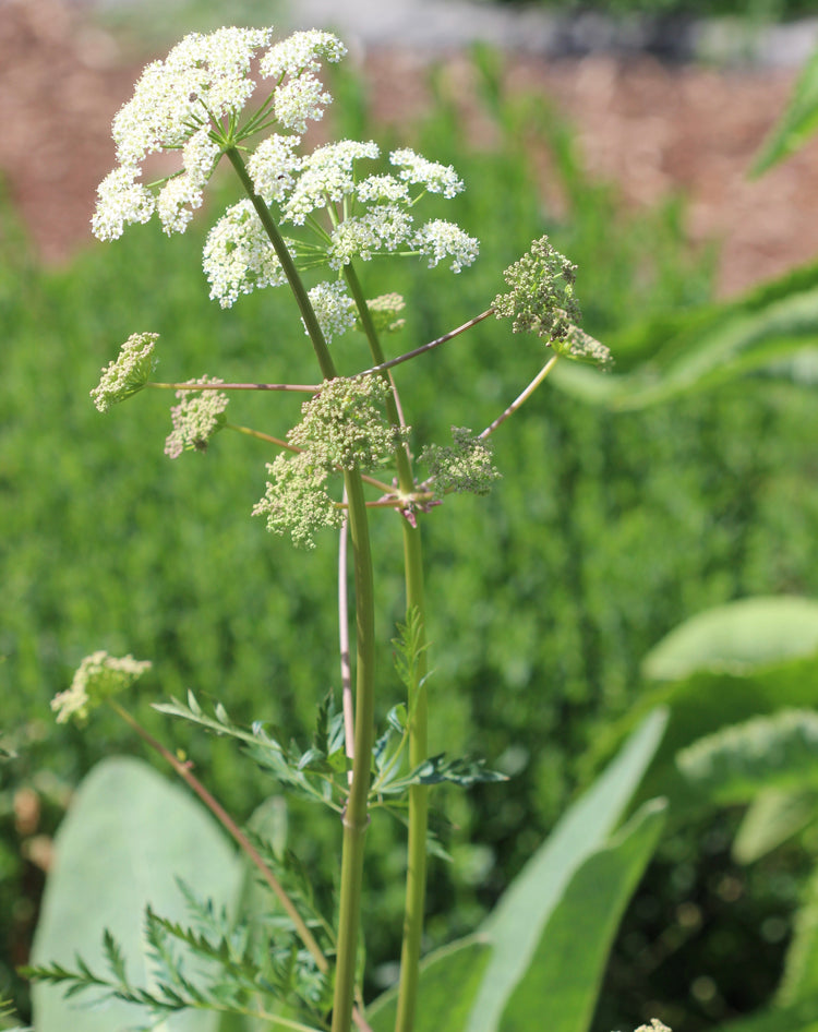 Ligusticum porteri (oshá/osha) fresh root glycerite