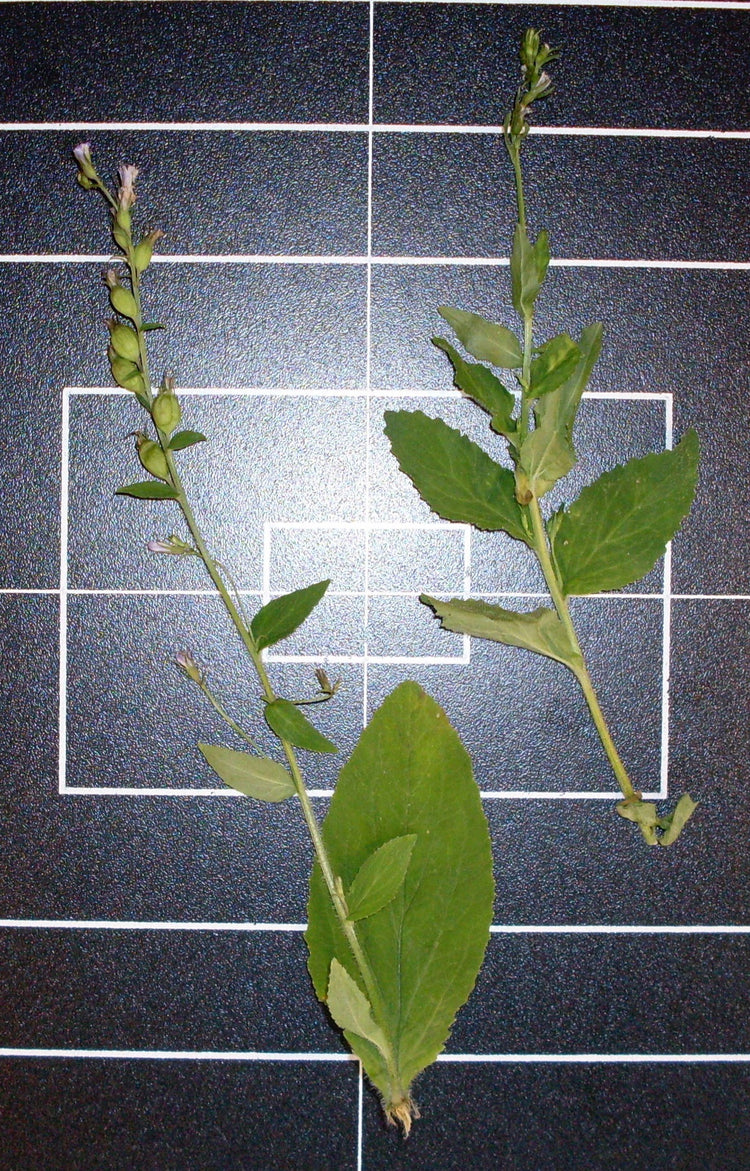 Lobelia inflata (lobelia) fresh aerial parts in flower & fruit tincture