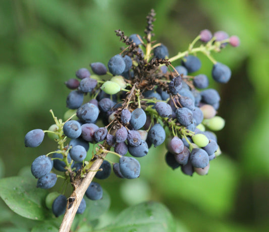 Mahonia spp. (Oregon grape) fresh root & fruit tincture