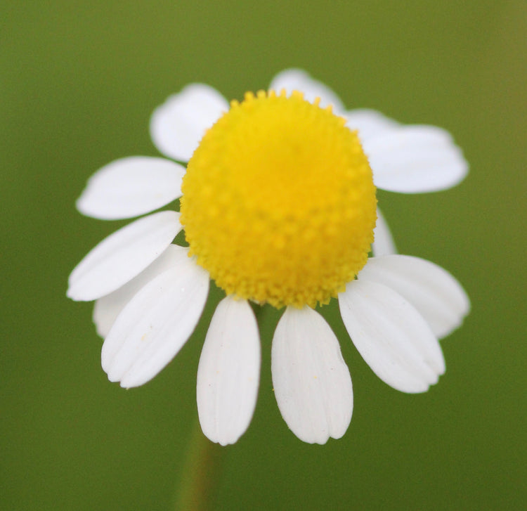 Matricaria recutita (chamomile) fresh flower tincture