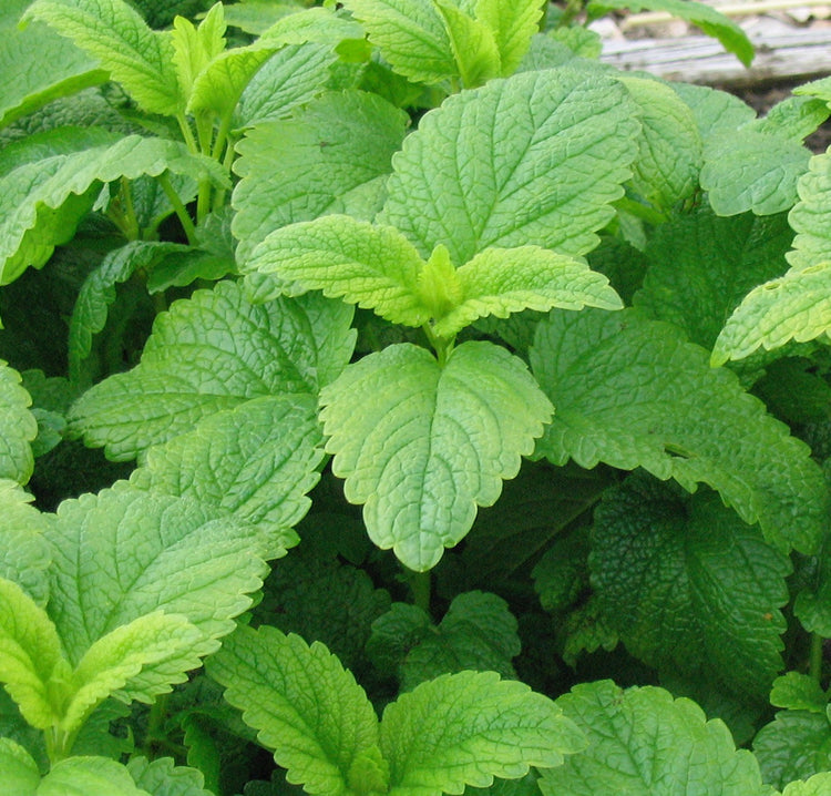 Melissa officinalis (lemon balm) fresh aerial parts glycerite