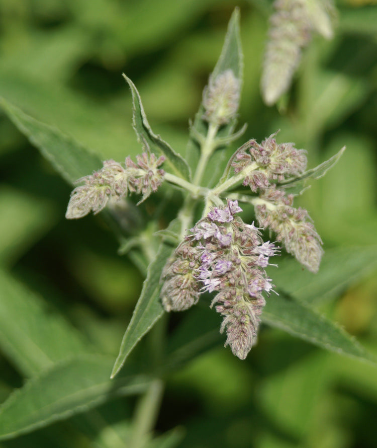 Mentha x piperita (peppermint) fresh aerial parts tincture