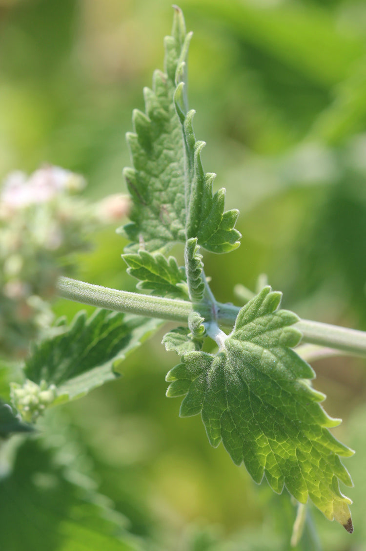 Nepeta cataria (catnip) fresh aerial parts tincture
