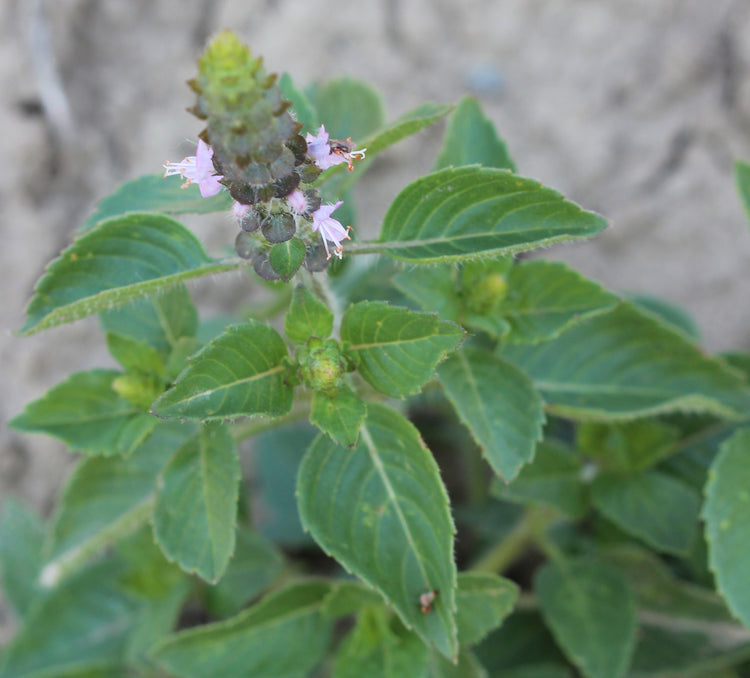 Ocimum spp. (tulsi) fresh aerial parts glycerite