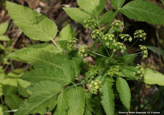 Osmorhiza occidentalis (Western sweetroot) fresh root tincture