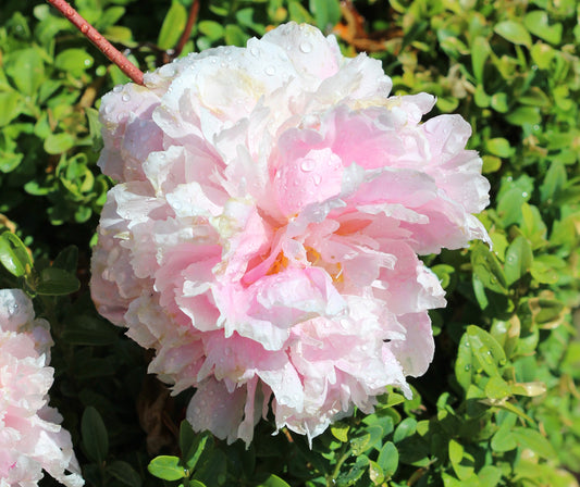 Paeonia lactiflora (Chinese peony/white peony) dry root without bark tincture