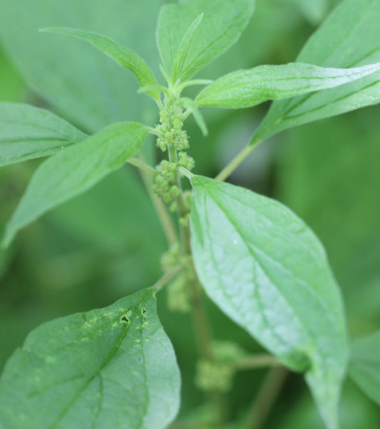 Parietaria judaica (pellitory-of-the-wall) fresh aerial parts glycerite