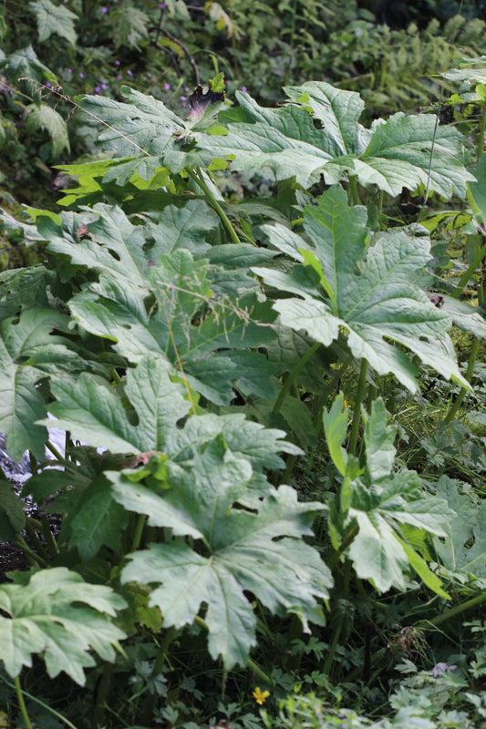 Petasites palmatus (butterbur) fresh leaf glycerite