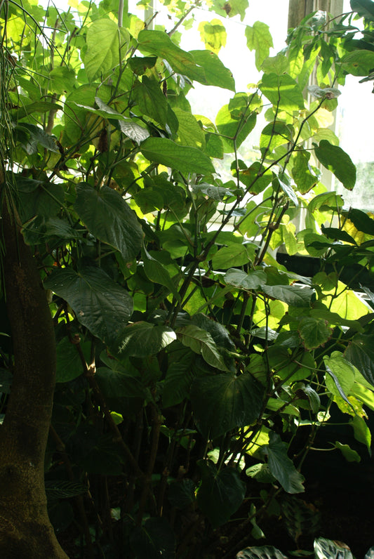 Piper methysticum (kava) fresh root tincture