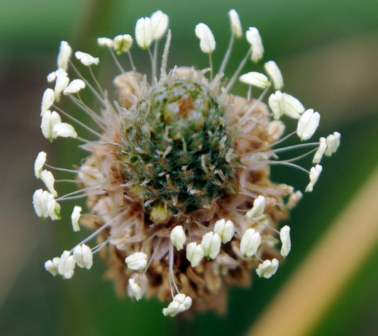 Plantago lanceolata (English plantain) fresh leaf tincture
