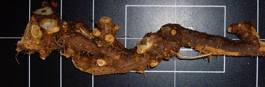 Polygonum cuspidatum (Japanese knotweed) fresh rhizome tincture