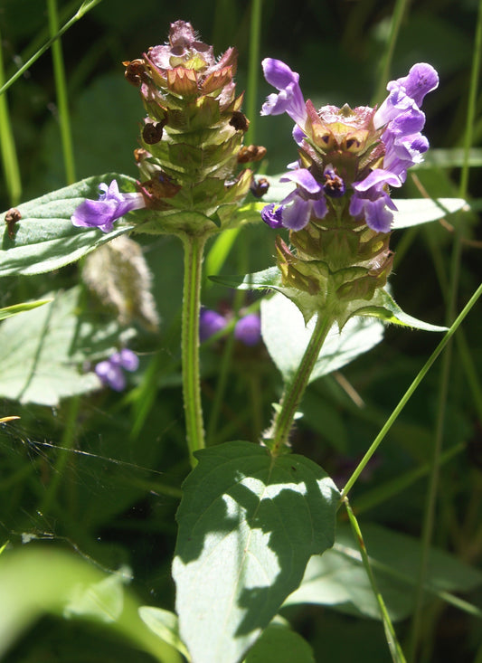 Prunella vulgaris (heal all) fresh aerial parts in flower glycerite