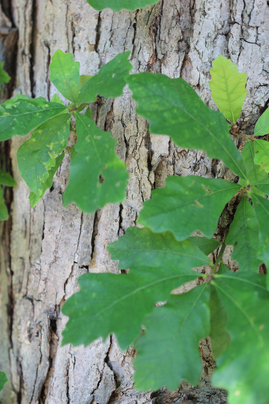 Quercus spp. (oak) fresh bark tincture