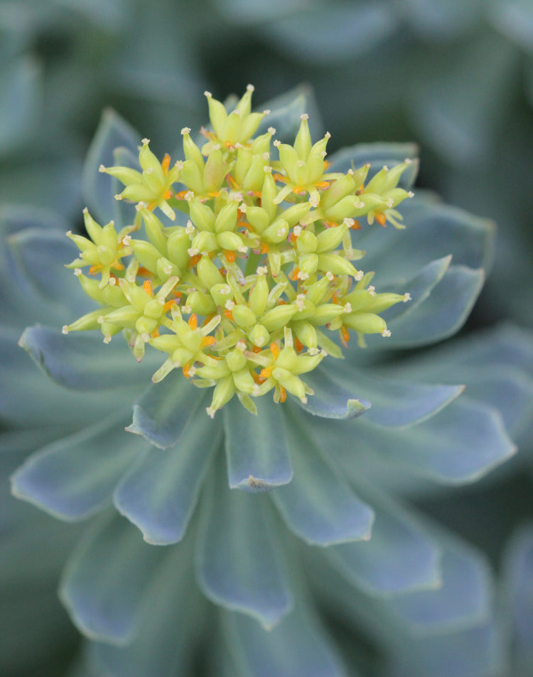 Rhodiola rosea (rhodiola) dry root tincture