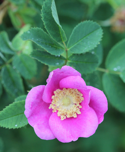 Rosa spp. (rose) fresh flower glycerite