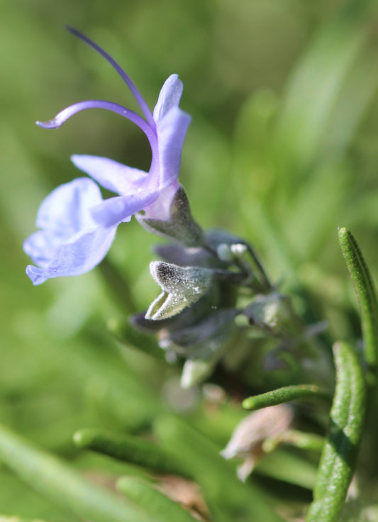 Rosmarinus officinalis (rosemary) fresh aerial parts tincture