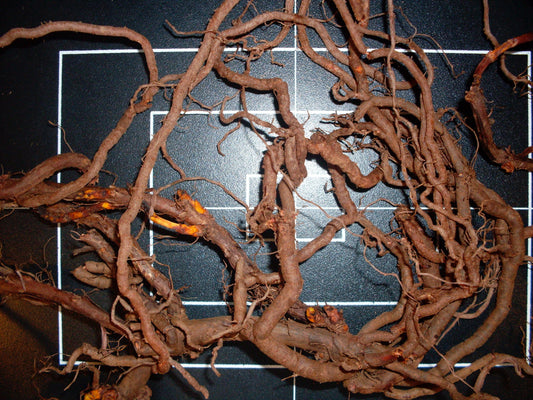 Rubia tinctoria (madder) fresh root tincture