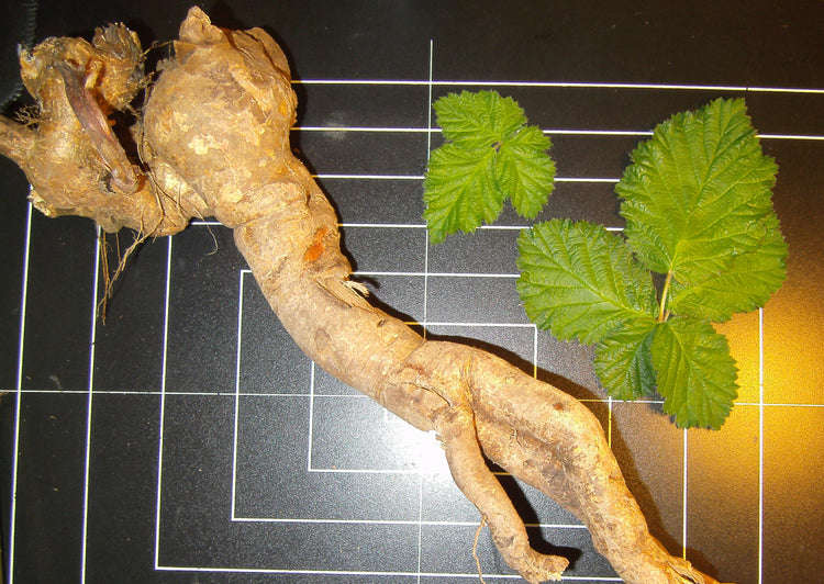 Rubus discolor (Himalayan blackberry) fresh root glycerite
