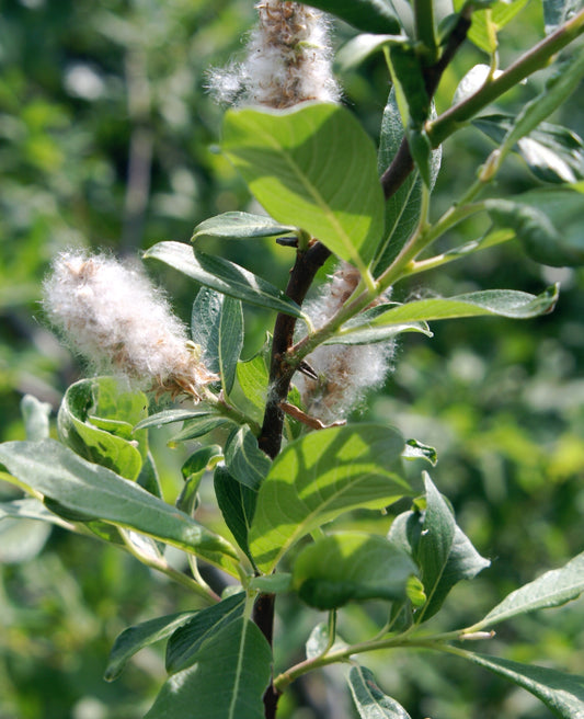 Salix spp. (willow) fresh bark tincture