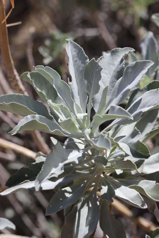 Salvia apiana (white sage) fresh aerial parts glycerite