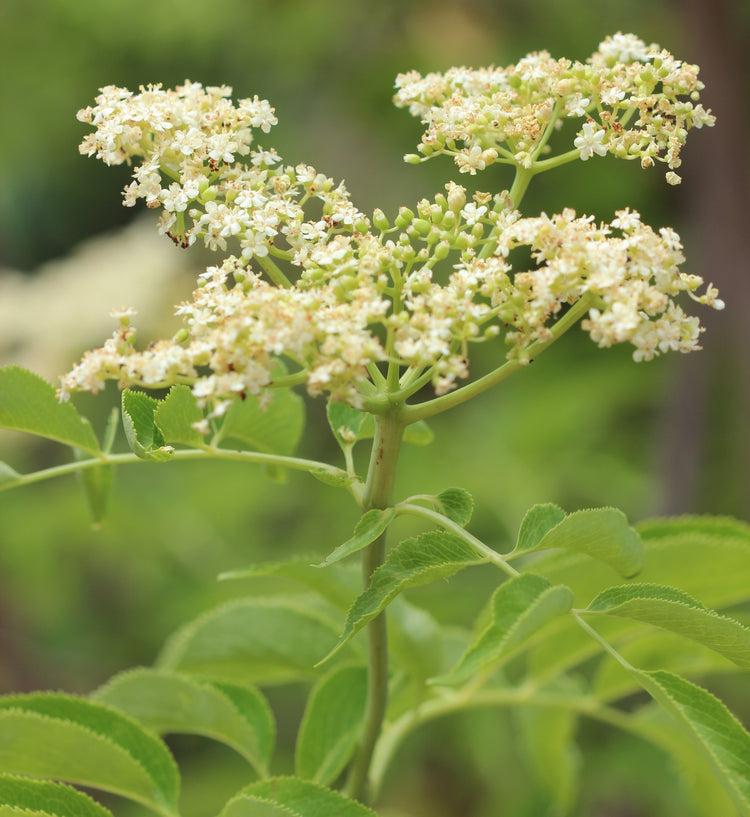 Sambucus spp. (elder) fresh flower glycerite