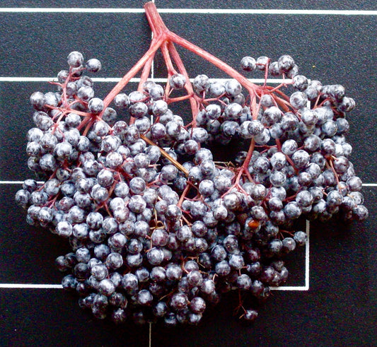 Sambucus spp. (elder) fresh fruit tincture