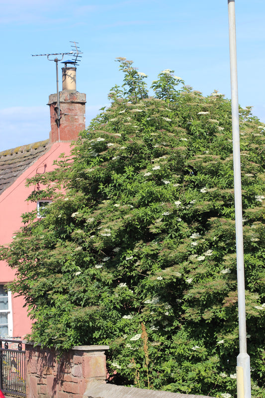 Sambucus spp. (Elder) dry fruit glycerite decoction