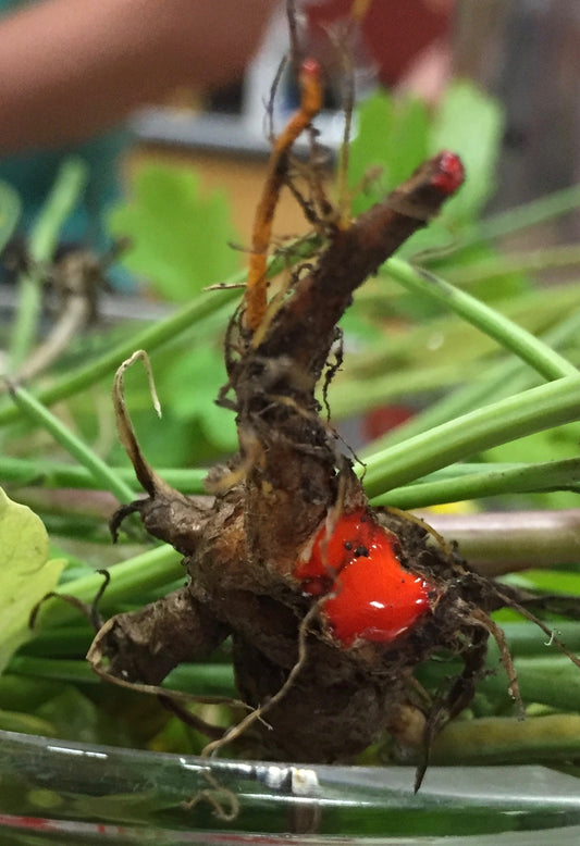 Sanguinaria canadensis (bloodroot) fresh root tincture