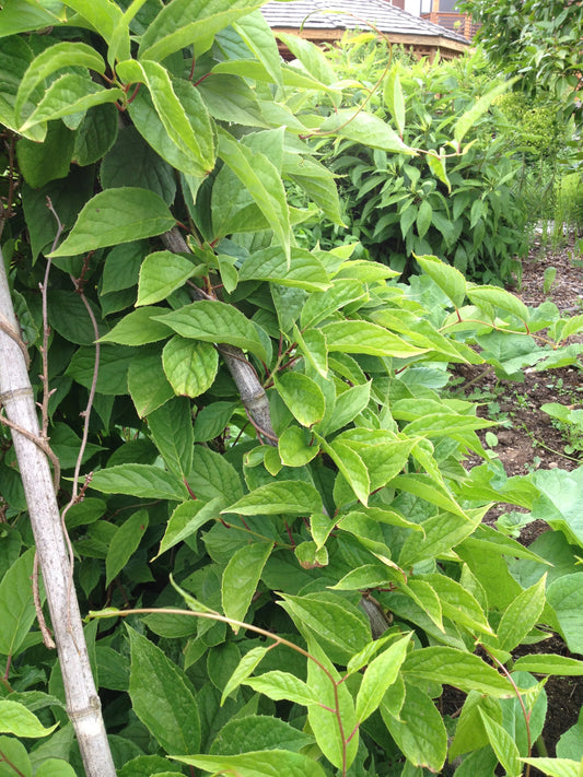 Schisandra chinensis (schisandra) dry fruit tincture