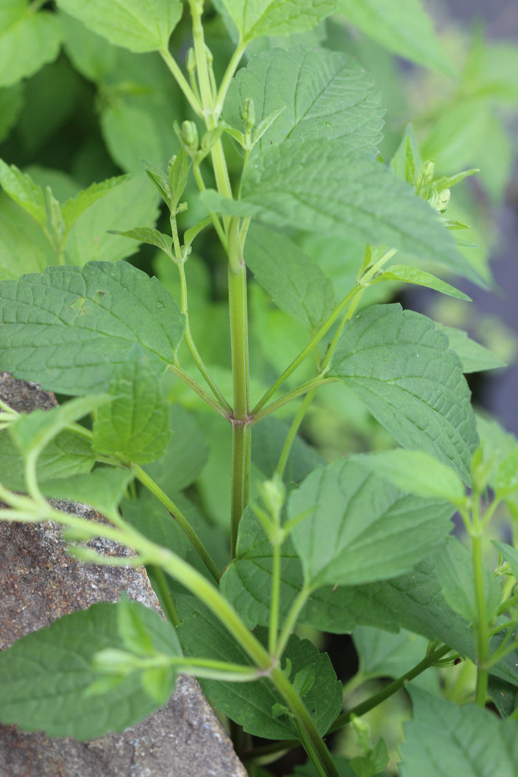 Scutellaria lateriflora (skullcap) fresh aerial parts tincture