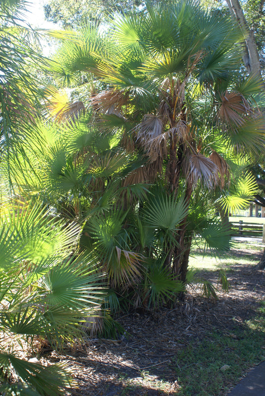 Serenoa repens (saw palmetto) dry fruit tincture