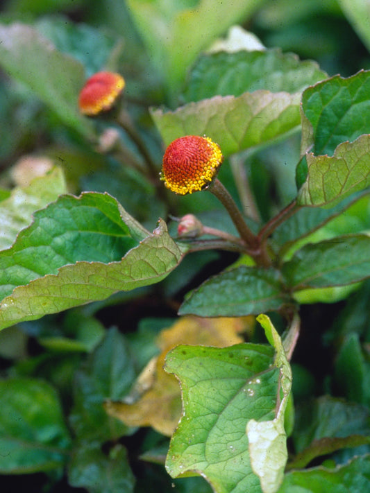 Spilanthes acmella (spilanthes) fresh aerial parts in flower tincture